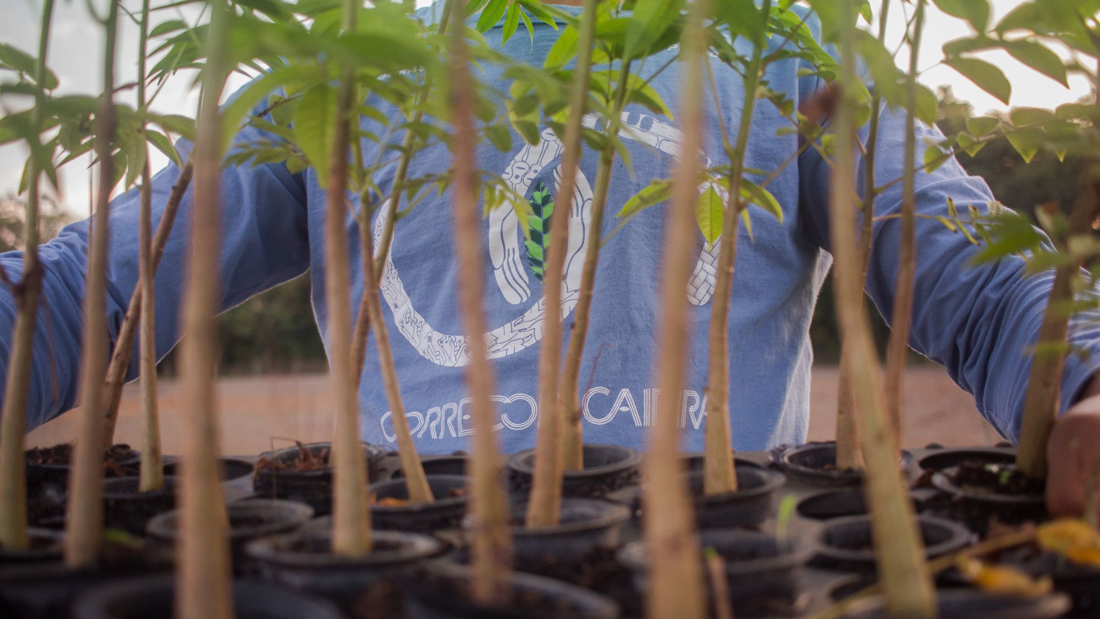 Conheça os principais termos usados na Restauração Ecológica Corredor