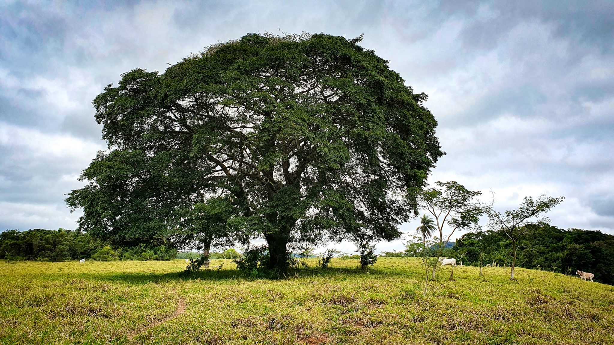 Conheça A Copaíba A árvore Do Cerrado E Amazônia Corredor Caipira 2896