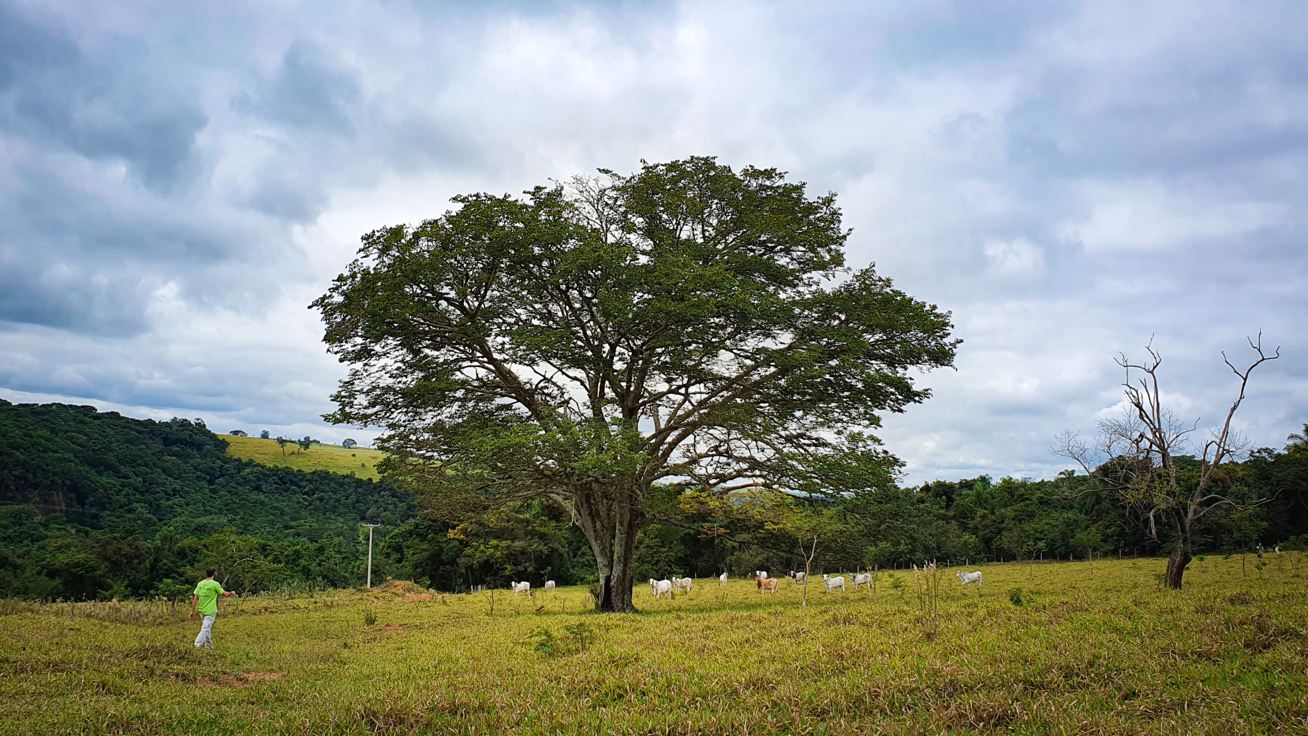 Tronco De Árvore Na Floresta Em Um Dia De Verão. Bushes E Flores