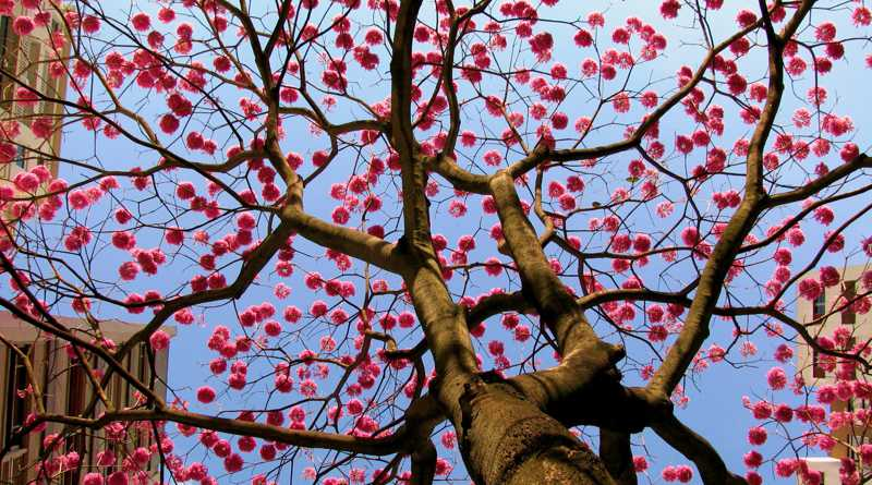 Saiba mais sobre o Ipê-roxo, árvore de carisma nacional - Corredor Caipira